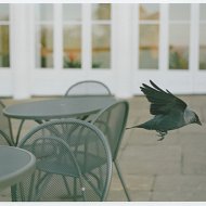 Crow