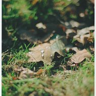 Leaf